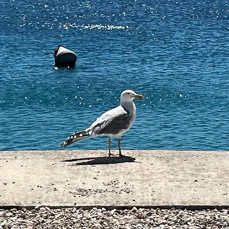 Adriarelax